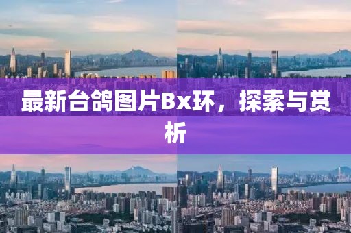 最新臺鴿圖片Bx環(huán)，探索與賞析