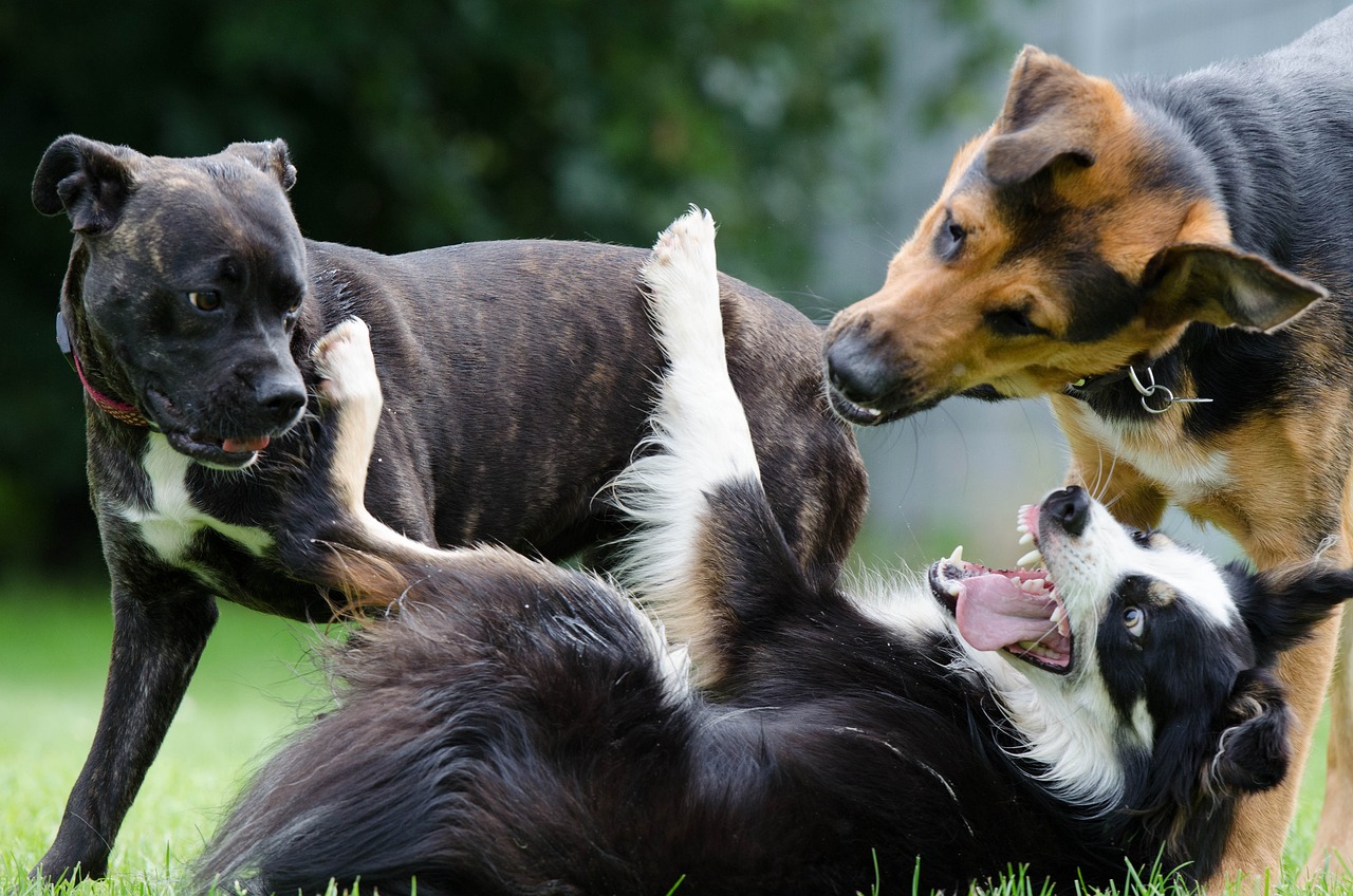 最新黑狼犬幼犬出售信息及概覽