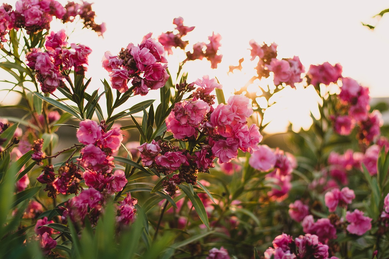 最新花卉圖片，綻放的自然魅力與美麗風采