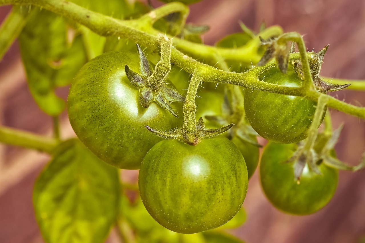 橋西蔬菜最新價格概覽，最新蔬菜價格信息一網(wǎng)打盡！