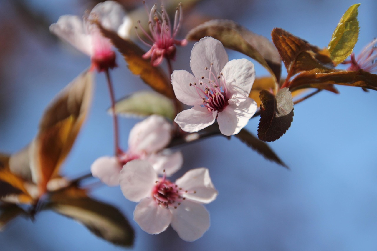 桃色花醫(yī)，醫(yī)術(shù)與情感的最新章節(jié)交織之路